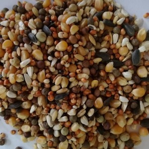 MIESZANKA ZBÓŻ OZDOBNE 20KG BEST NATURAL dla gołębi