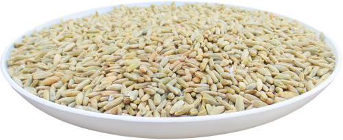 żyto paszowe 1 kg