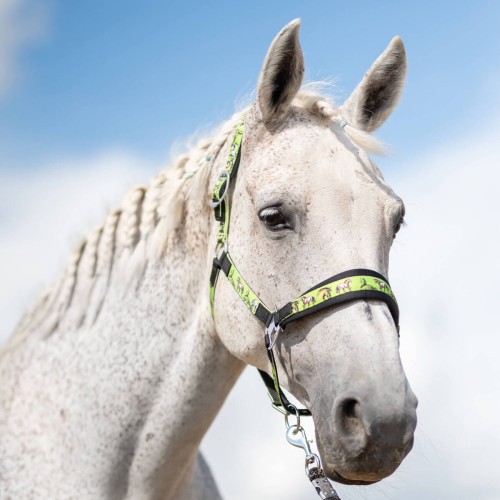 Kantar York Enya zielony Cob