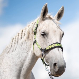 Kantar York Enya zielony Ful