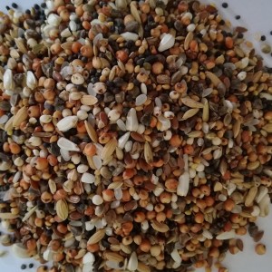 MIESZANKA ZBÓŻ DN 1 KG BEST NATURAL