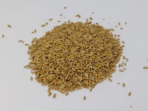 PSZENICA dla kur i drobiu oraz komponowania własnych pasz